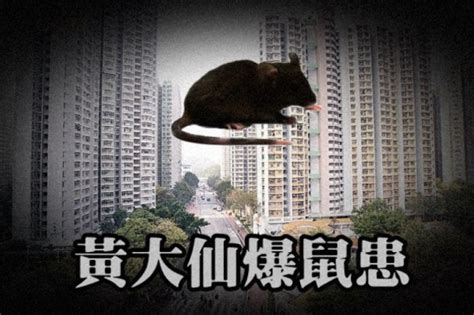 老鼠入屋寓意|【老鼠入屋寓意】老鼠的象徵意義和意義 